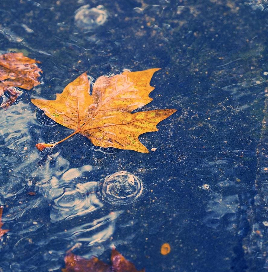 Pool Upkeep in Autumn