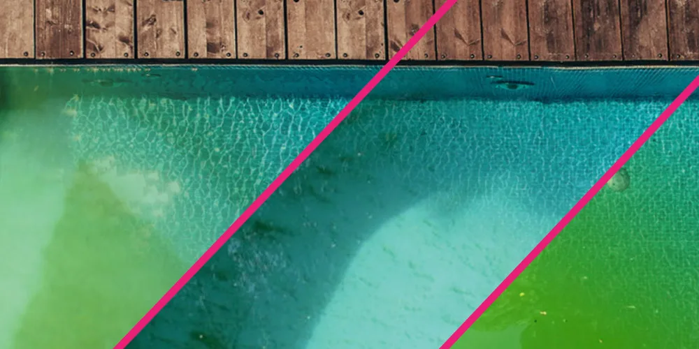 Pool Algae